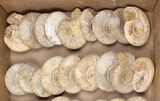 Lot: Lbs Perisphinctes Ammonite Fossils - Pieces #103887-2